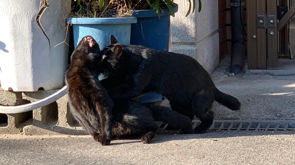 嫁さんの実家の近所の野良猫